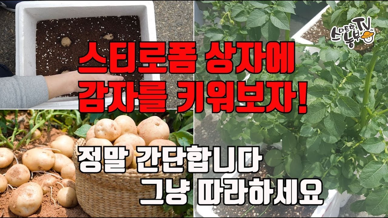 베란다 텃밭 스티로폼에 감자 심는방법 재배방법