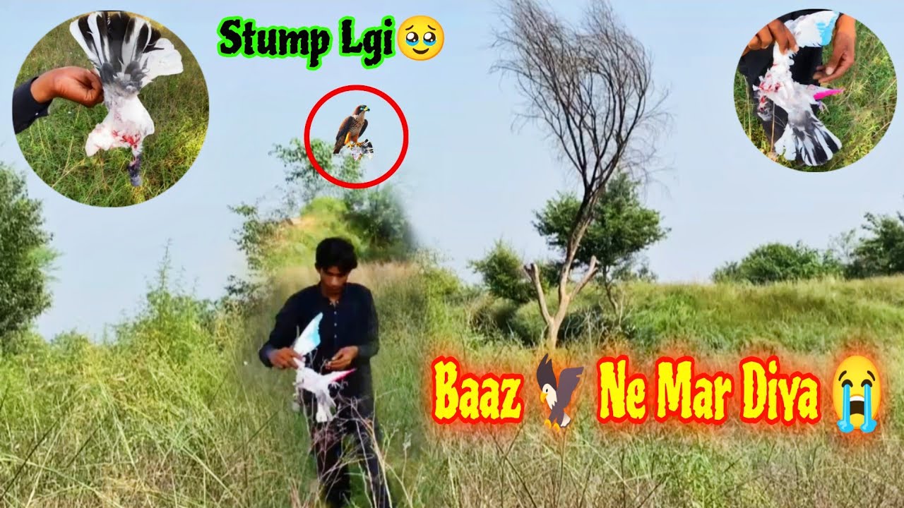 Бази Ура Стамп Вала Кабутар Бааз🦅 Не Мар Дия😭 Мехр Вала Кабутар Баз Не Пакар Лия 😰