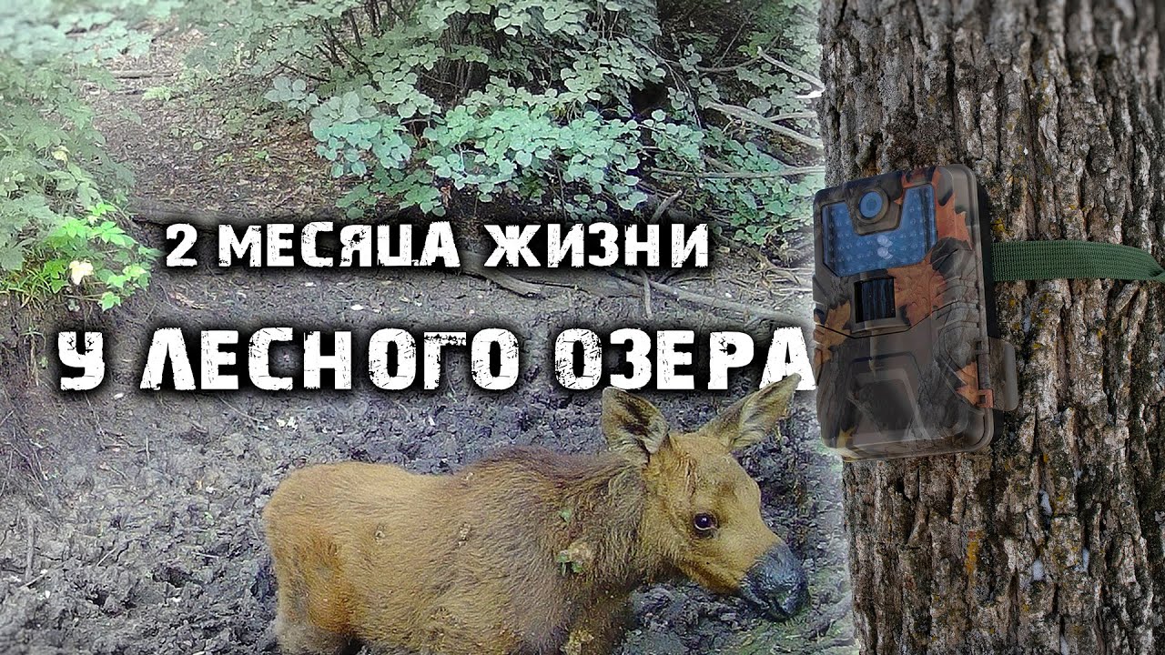 Как ведут себя ЖИВОТНЫЕ, когда их никто НЕ ВИДИТ? | ФОТОЛОВУШКА снимала 2 месяца