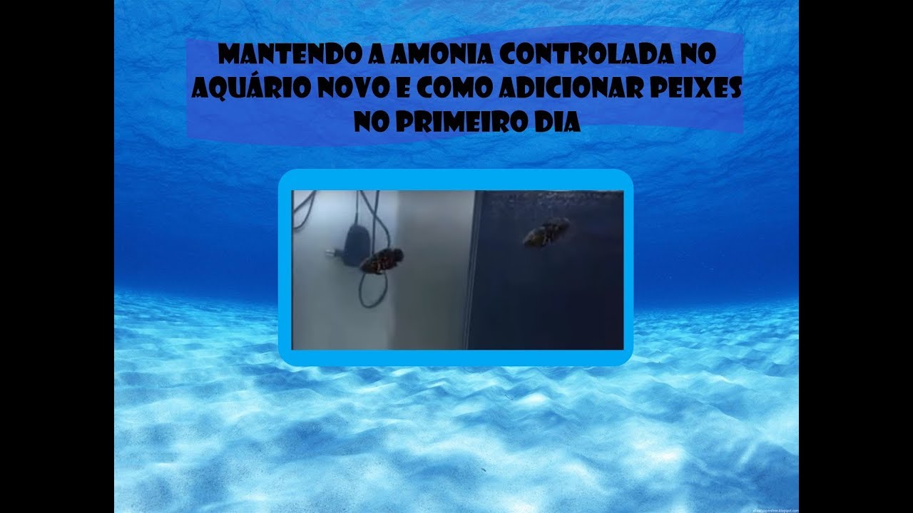 Como colocar peixes sem ciclar e sem ter problema com a amônia