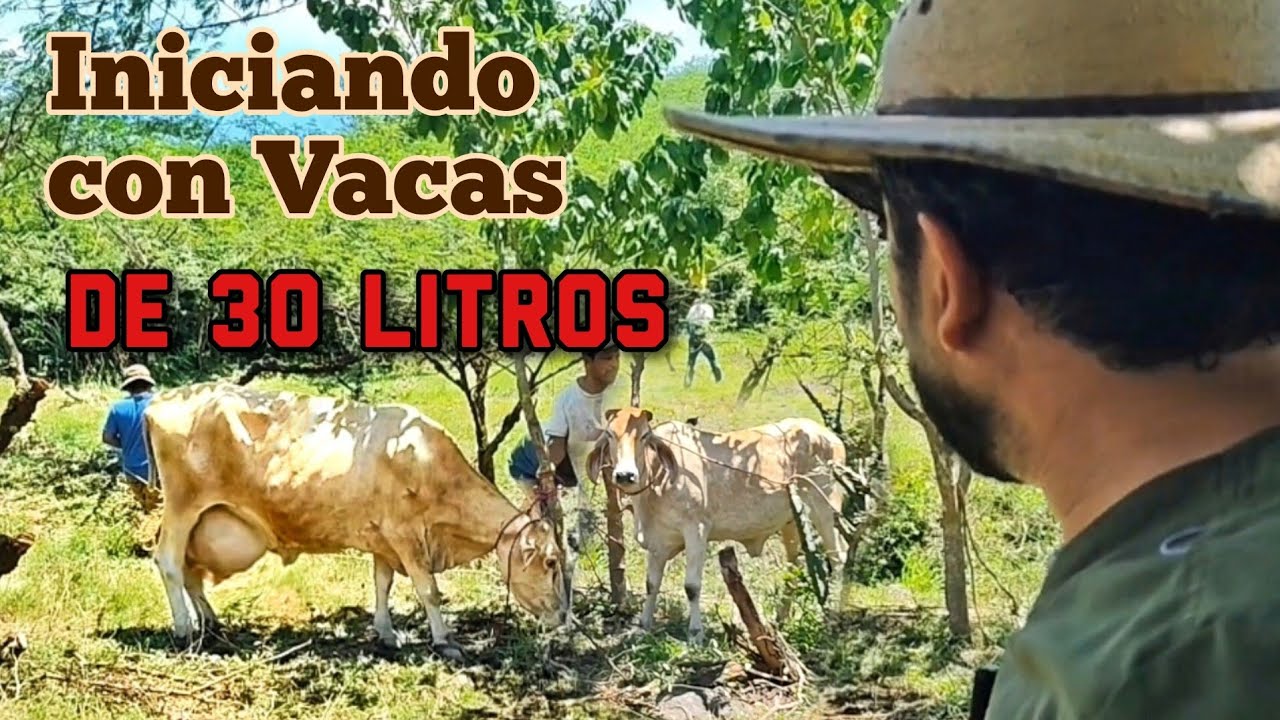 Vacas Lecheras en Apuros: así Llegamos a Corregir los Errores