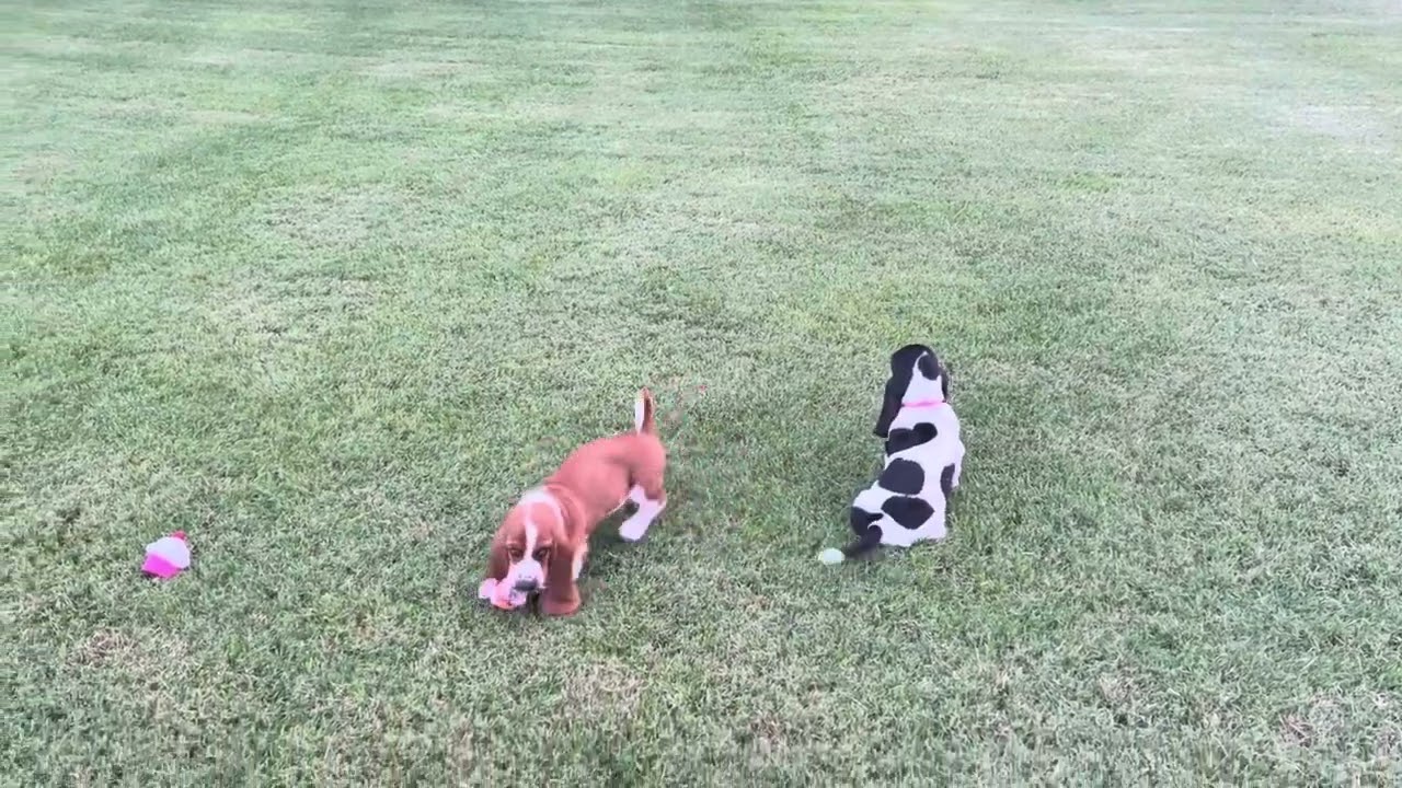 Evelyn/Dio pink and green collar basset hound puppies! Special appearance by Cat!