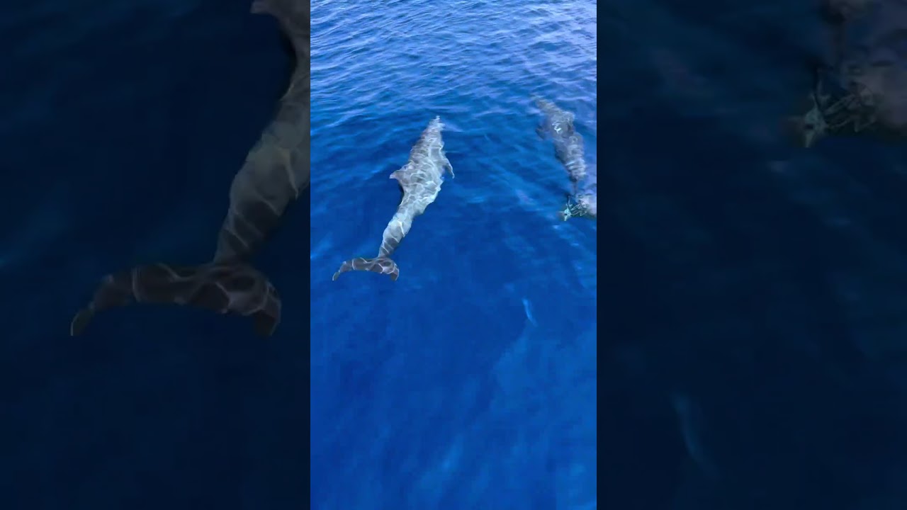 Andaman's Mesmerizing Dolphin Watching Experience: Connect with Nature