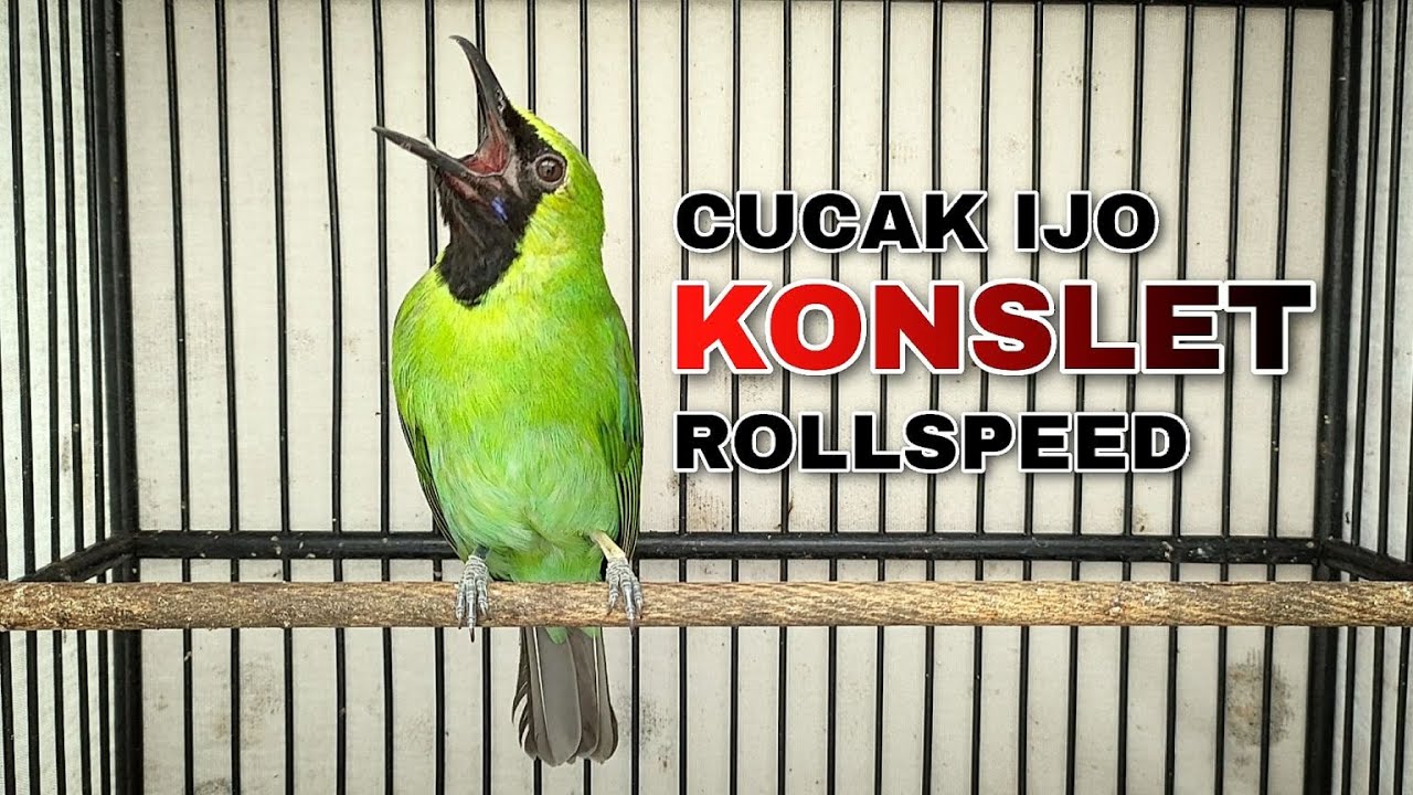 CUCAK IJO KONSLET !! ROLLSPEED TEMBAKAN KASAR DAN TAJAM