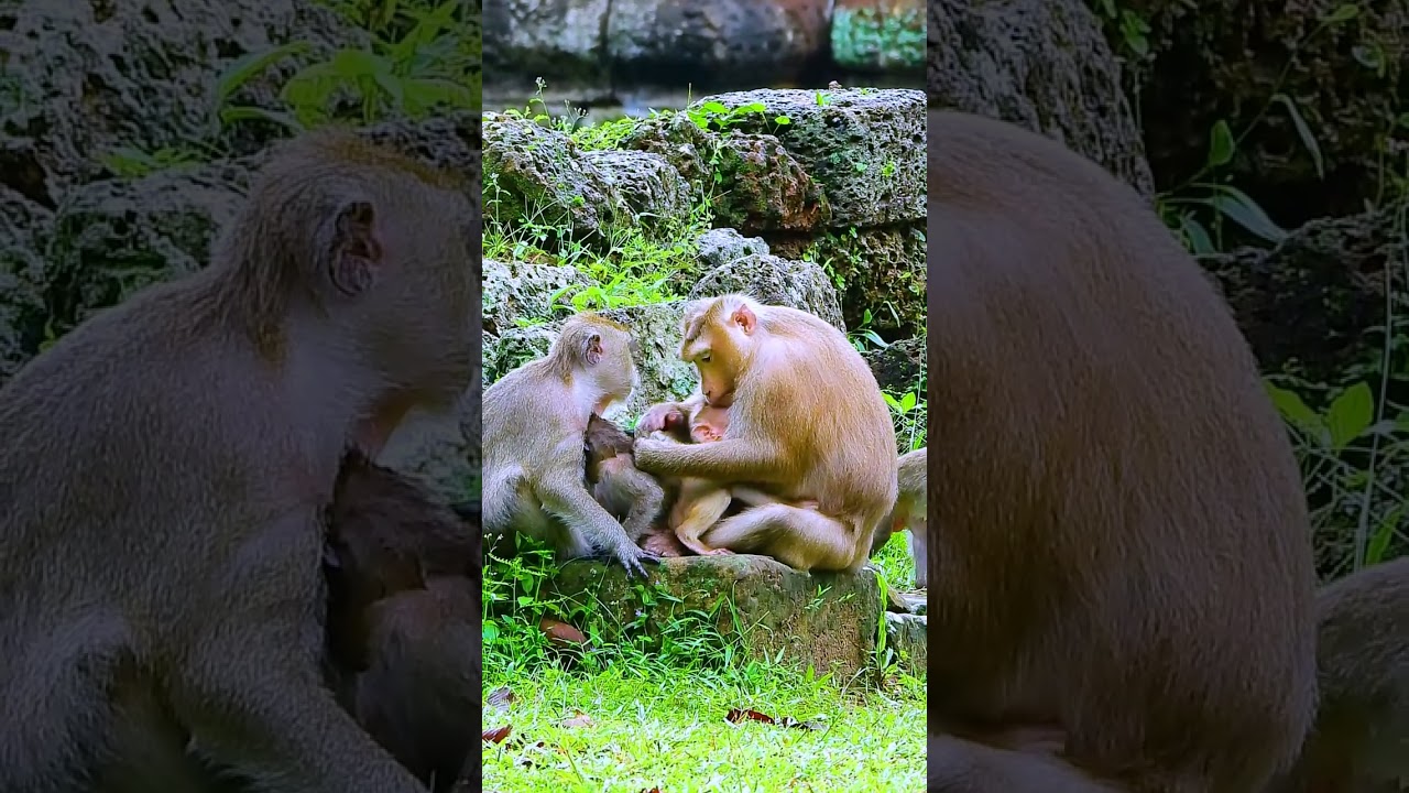 Watch the Sovana family&rsquo;s baby monkeys bring happiness to everyone! 149