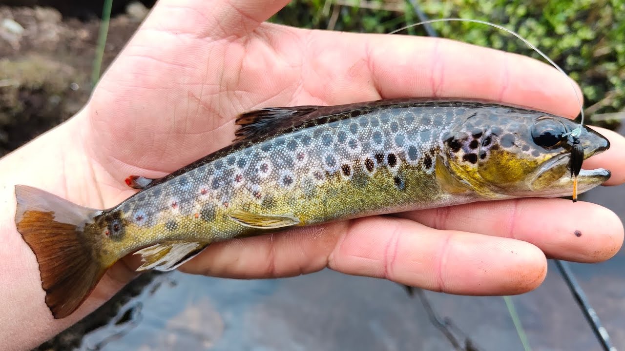 fly fishing around Killarney.             Les apaisantes rivières n'existe que pour mon bien être.