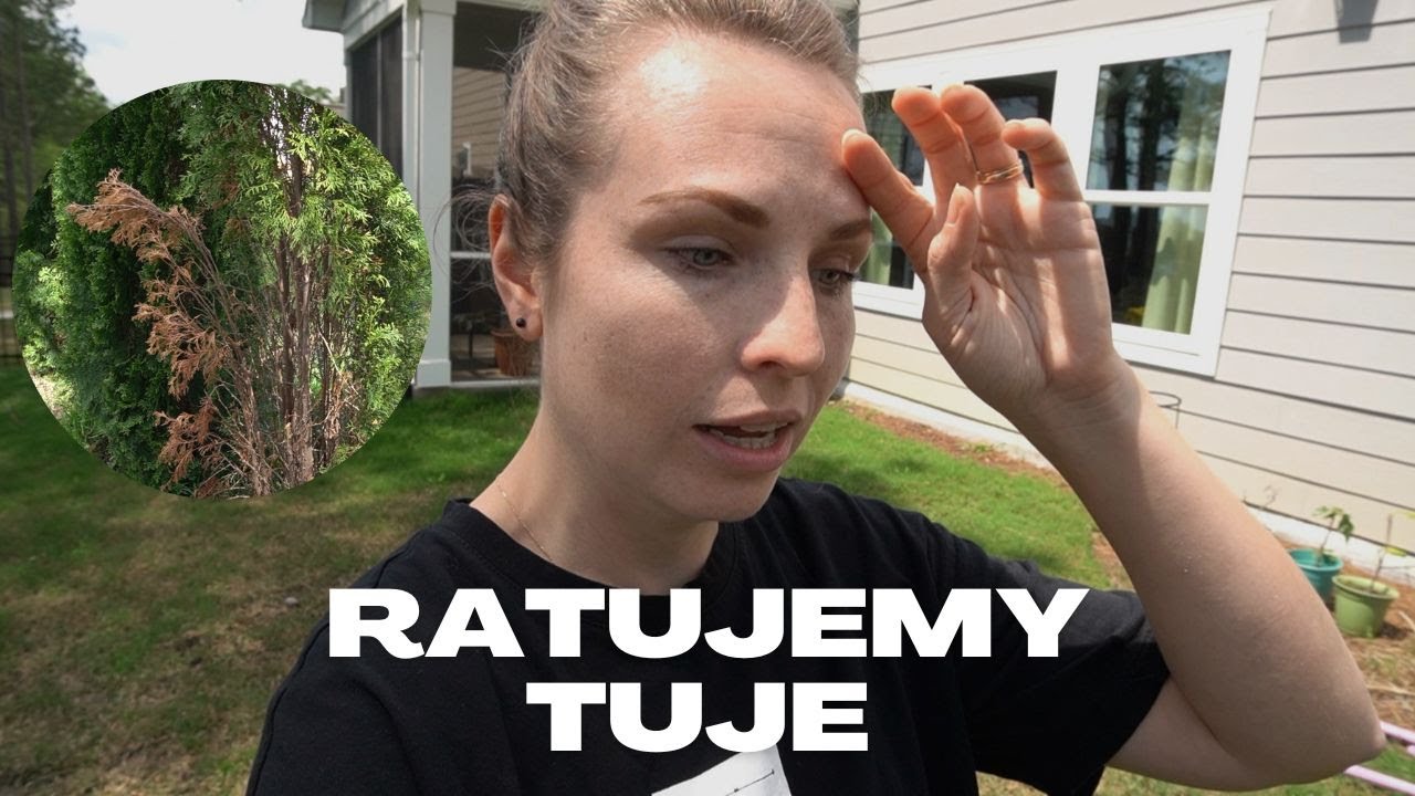 Ratujemy tuje | Nasze tuje brązowieją | Prace w ogródku