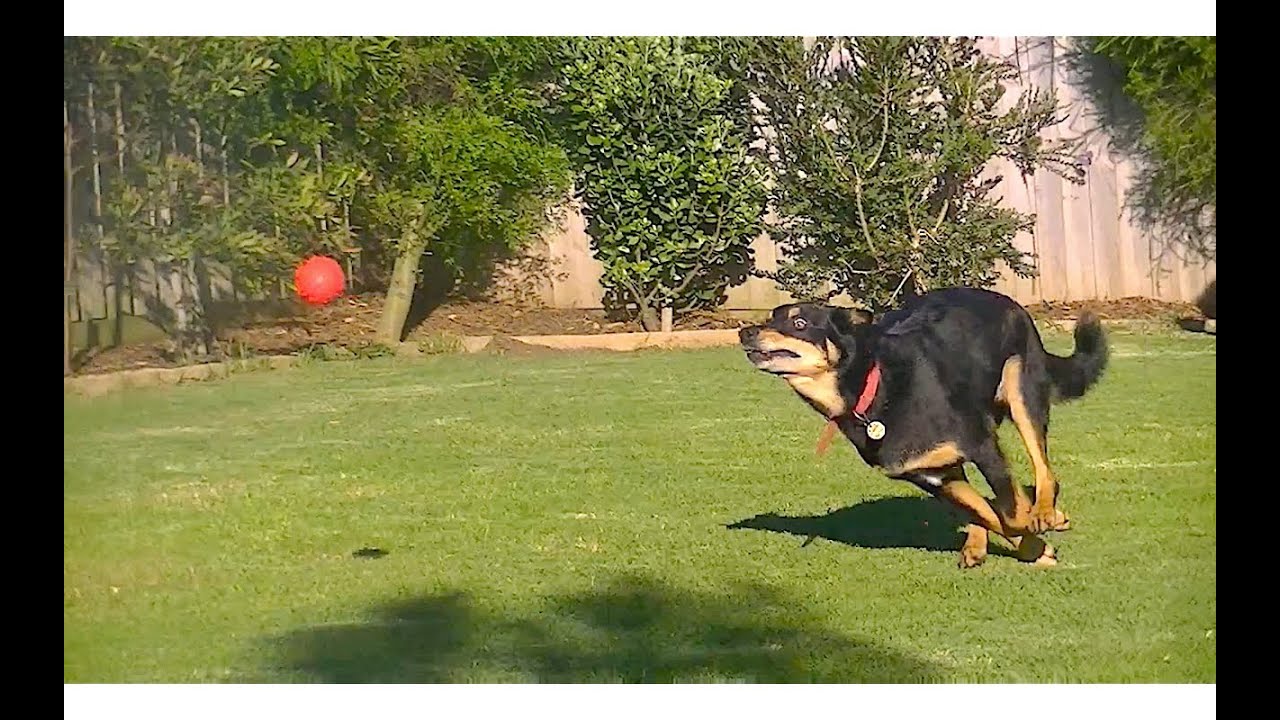 Dog Playing Ball In Epic Slow Motion 4 [HD]
