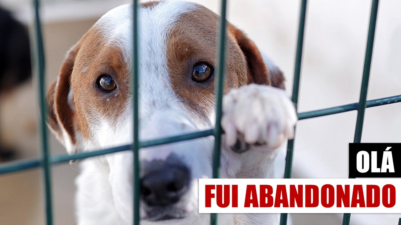 Um vídeo para todos os amantes de animais