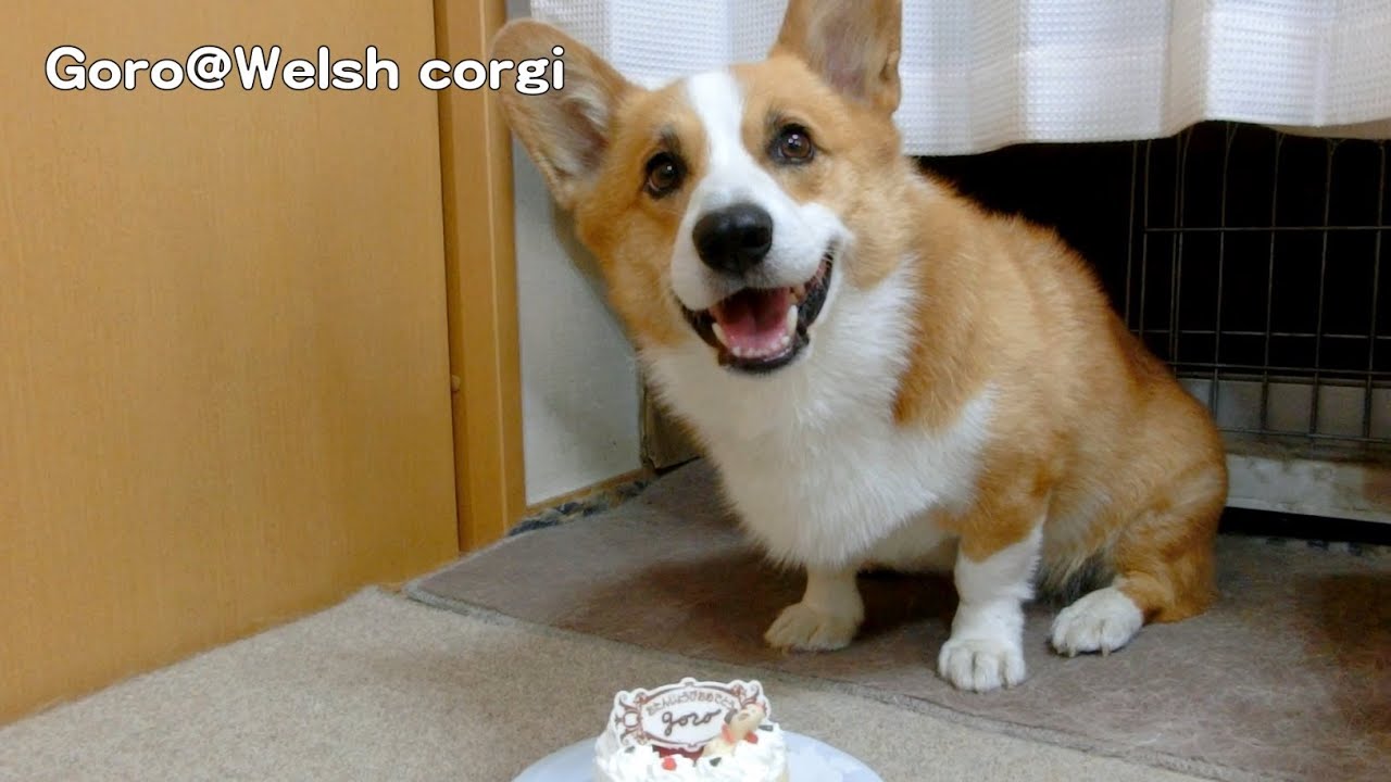 Happy birthday & cake for doggie, 8 years old / 犬用ケーキを食べるコーギー 20131009 Goro@Welsh corgi 誕生日