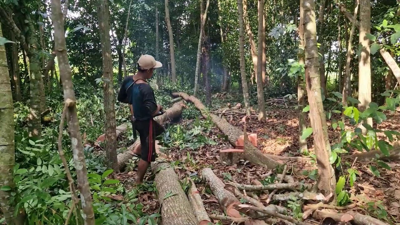 SMART TECHNIQUES WORKERS USE TO CUT MAHONI TREES WITH MODERN SAWS!-agriculture modern