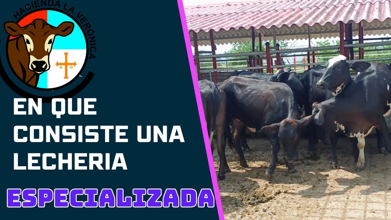 EN QUE CONSISTE UNA LECHERIA ESPECIALIZADA?...