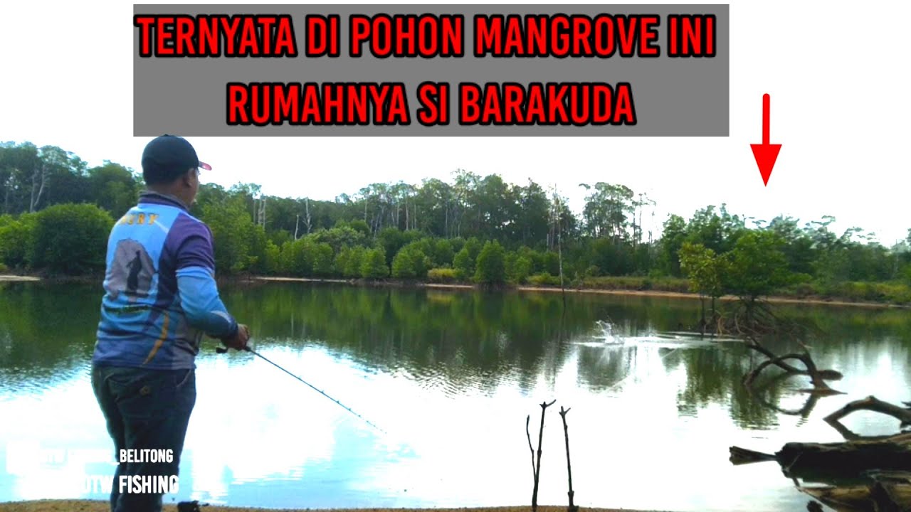 Casting Di Muara Bakau Setrike Barakuda || BARRACUDA