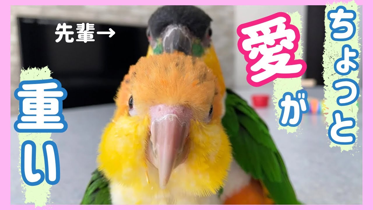 後輩インコをかまいたくてしょうがない先輩インコ/The black-headed caique wants to cuddle with the newcomer