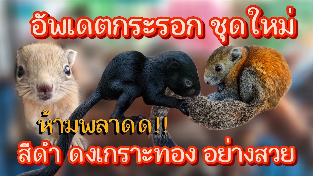 กระรอกชุดใหม่มีแต่ของสวยหายาก ร้านกระรอกคลาสสิคขายกระรอกน่ารักส่งทั่วไทย