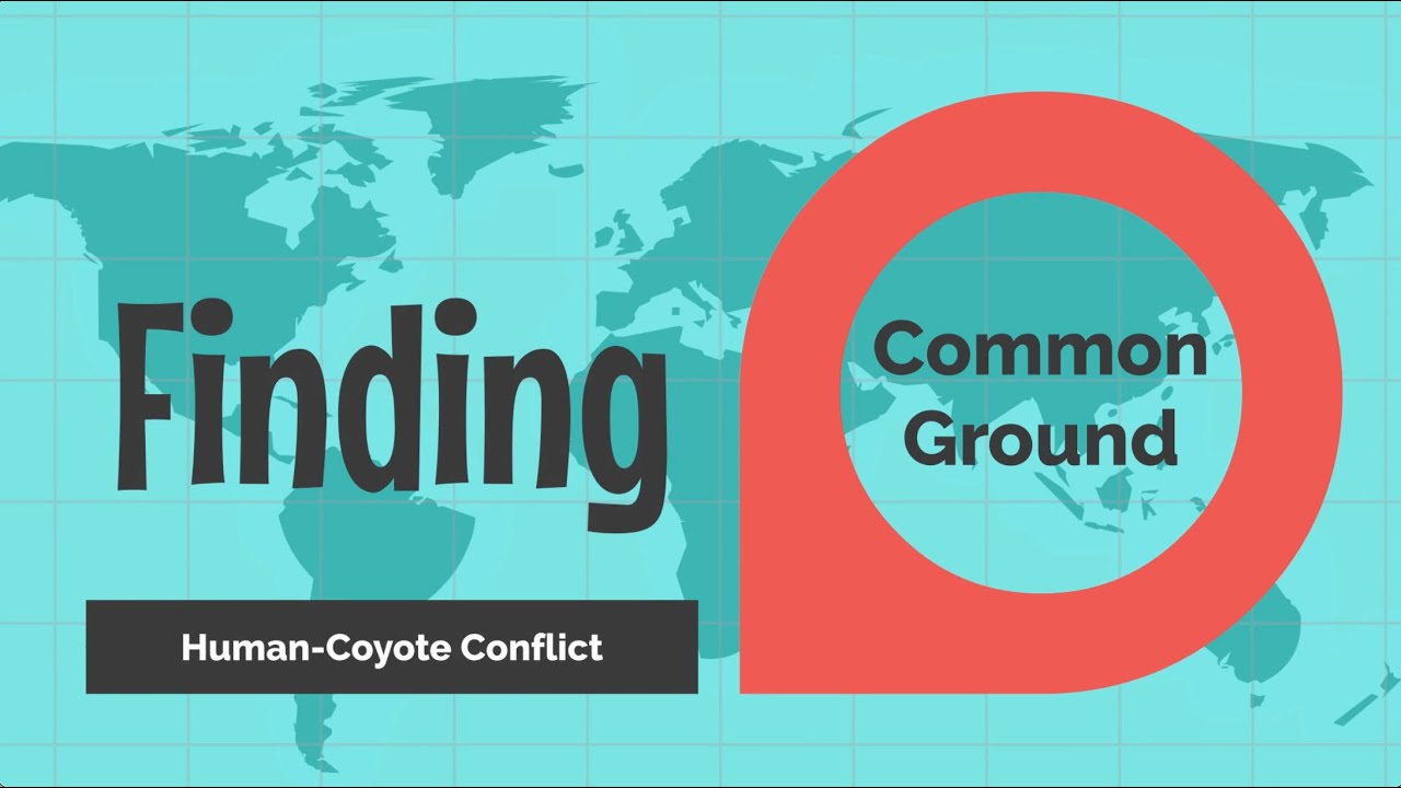 Finding Common Ground: Human Coyote Conflict