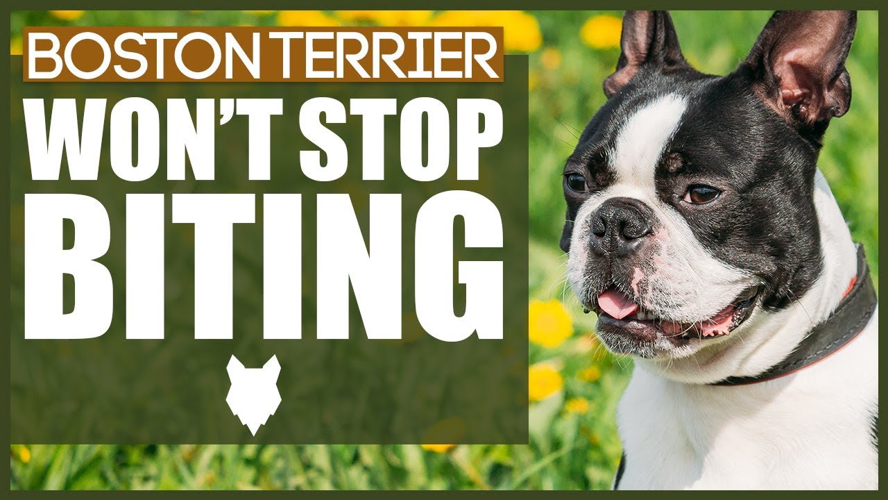 How To Stop Your BOSTON TERRIER BITING