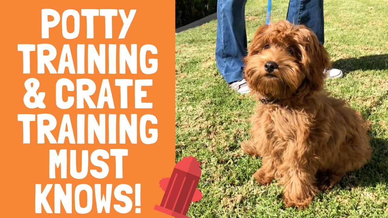 Puppy potty training & crate training quick and easy tricks and tips  - Part 3