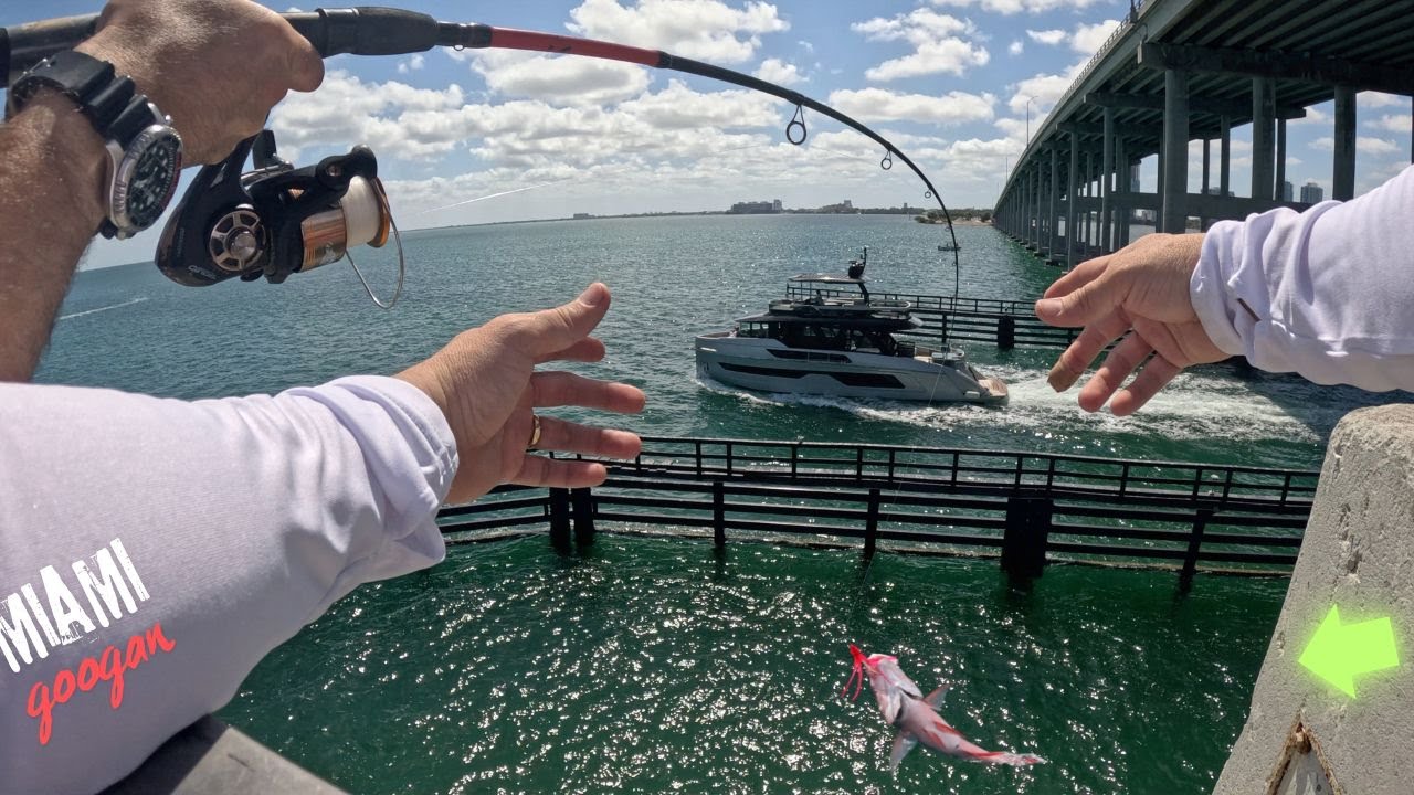 Best FISHING Pier to catch SNAPPERS & more (Key Biscayne)