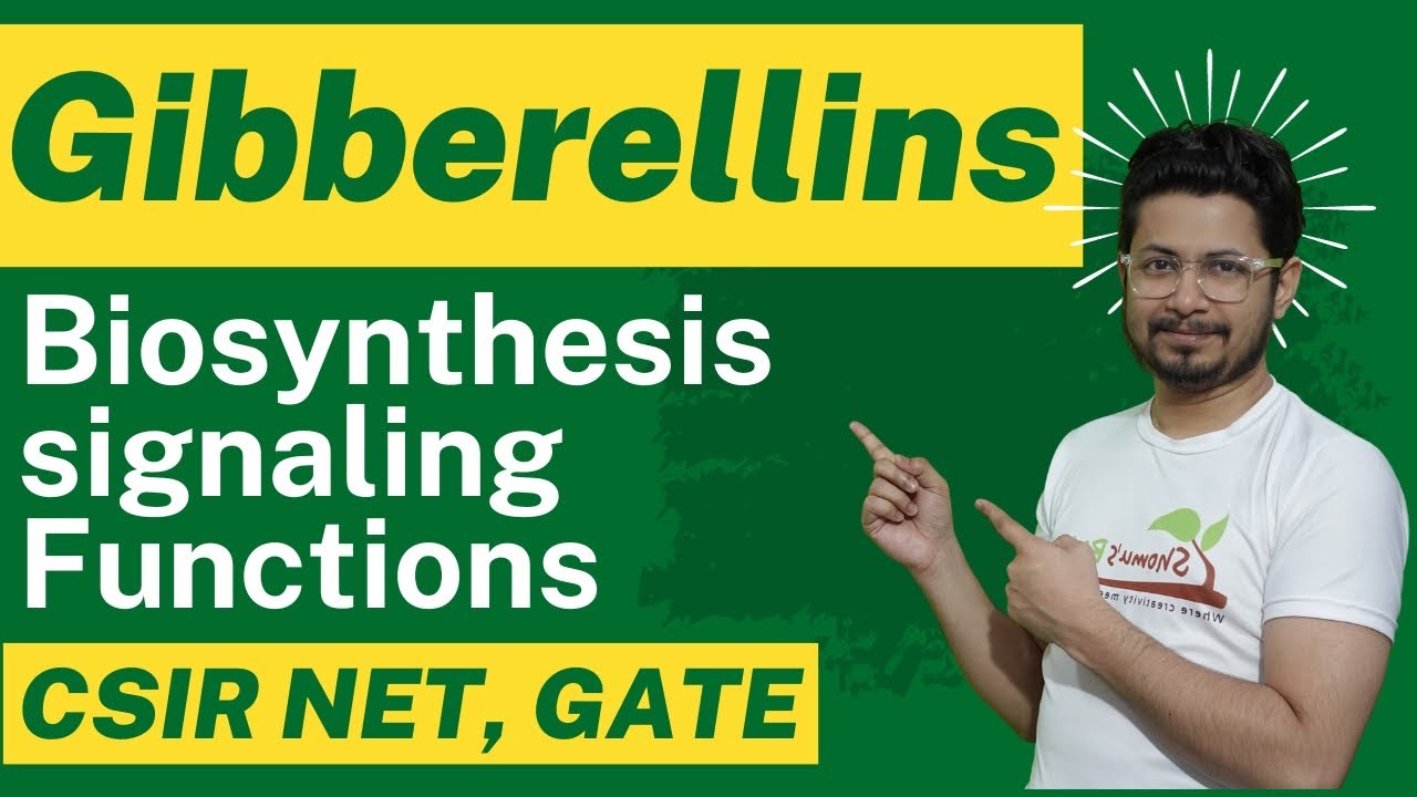 Gibberellin hormone biosynthesis and gibberellin function