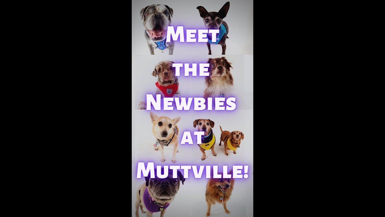 Meet some our senior mutts from April, 2022 at Muttville Senior Dog Rescue