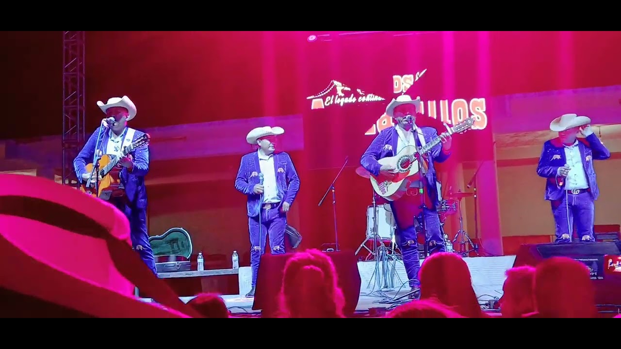 Armadillos  de la dierrra en cabo  san lucas