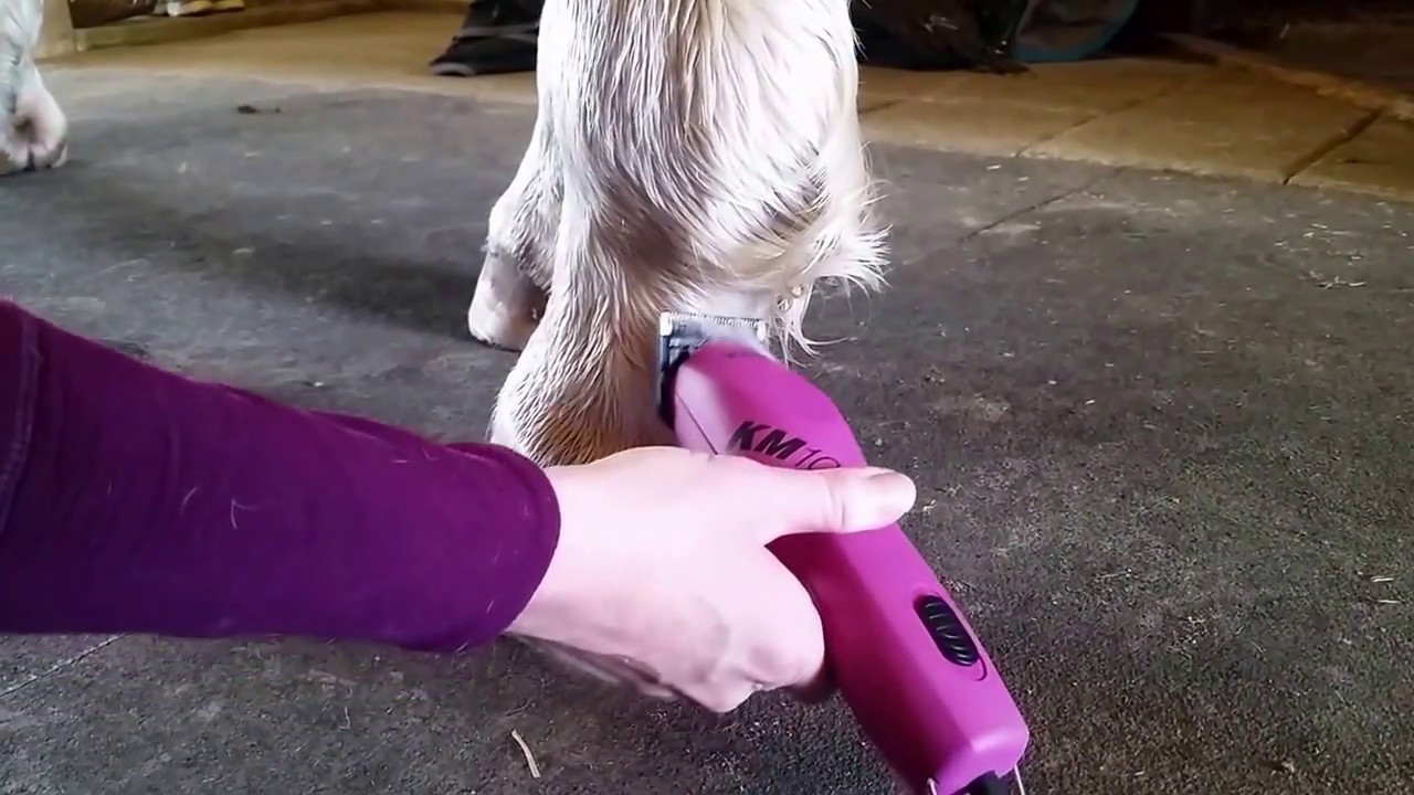How to tidy up your horse's fetlocks and feathers - you don't have to clip the leg!