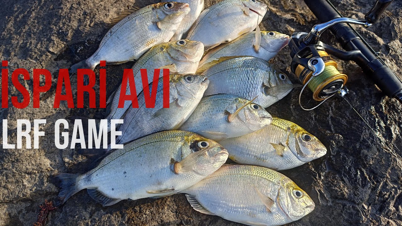 LRF AVI NASIL OLMALI DETAYLI ANLATIM İSPARİ AVI