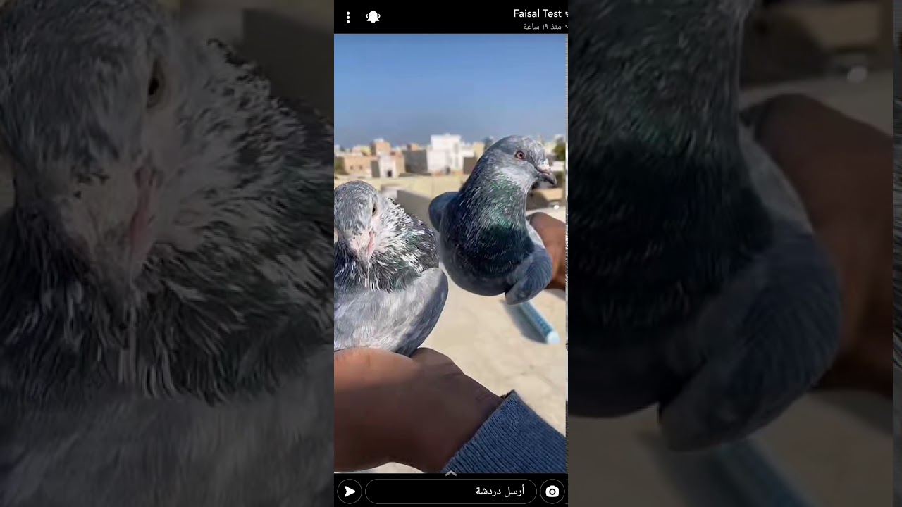 تصميم على بو عاهد 🤣🤣+سنابات فيصل تست