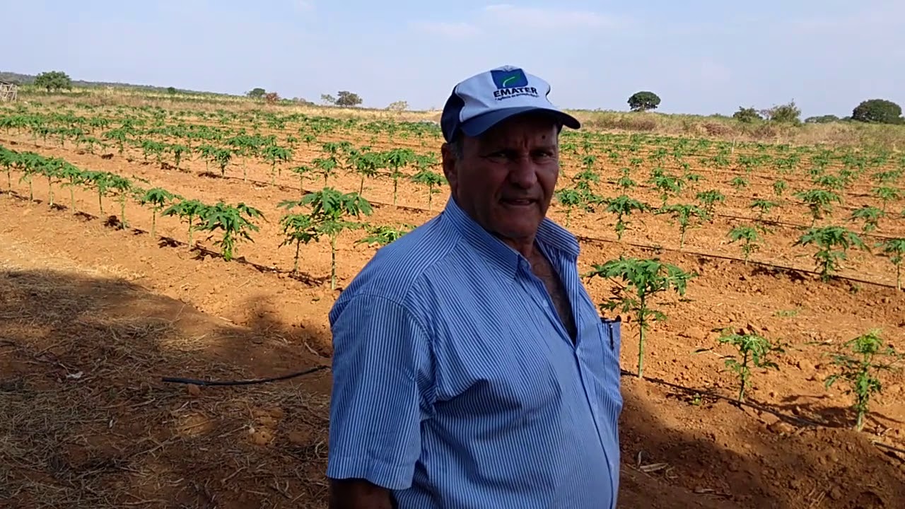 UD de Mamão da Emater de Formosa com 31 dias de transplantado