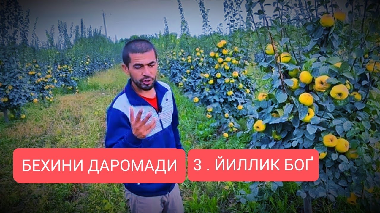 OLMA БЕХИ КУЧАТЛАРИГА ЗАКАЗ БЕРИШ УЧУН ТЕЛ☎☎☎+99899.782.54.72