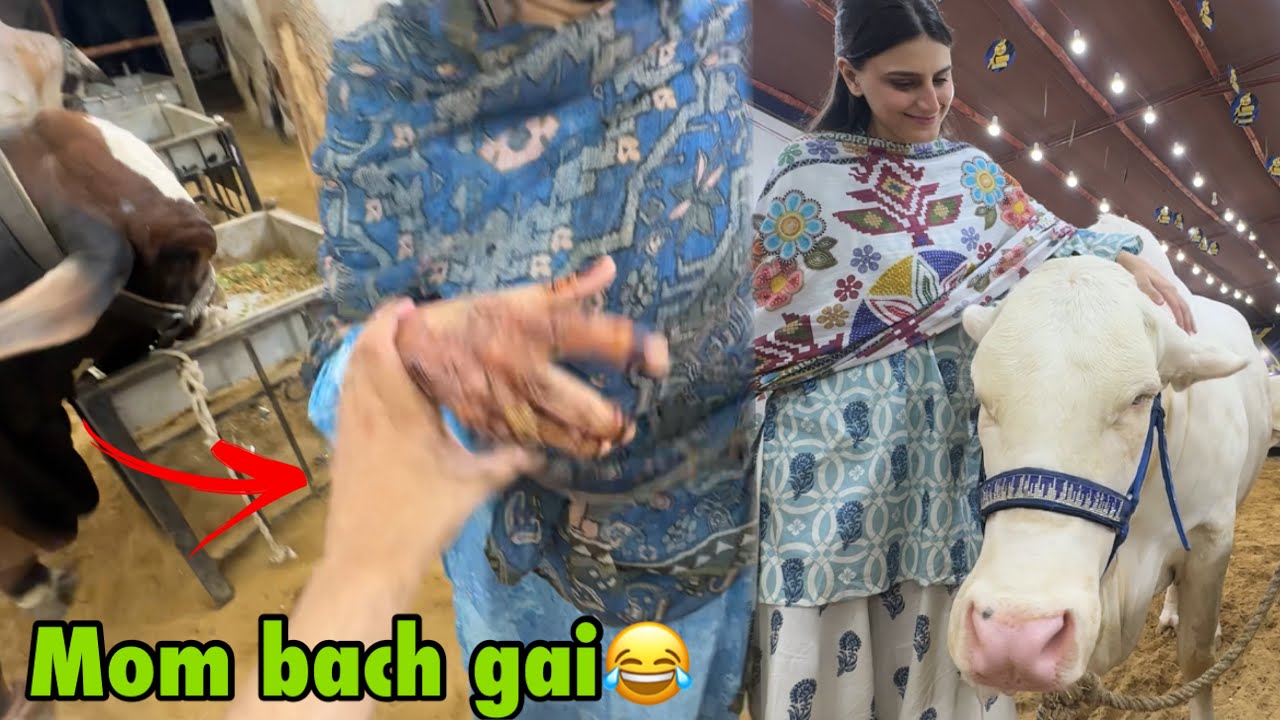 Сегодня мы ходили на коровий рынок, маме бы точно понравилось 😂 | В этом году, 2026, рынок очень ...