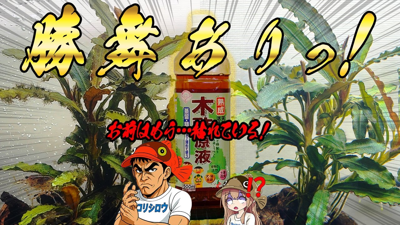 木酢液使用！安全に黒髭苔を駆除する方法！黒髭ゴケよ！お前はもう枯れている！