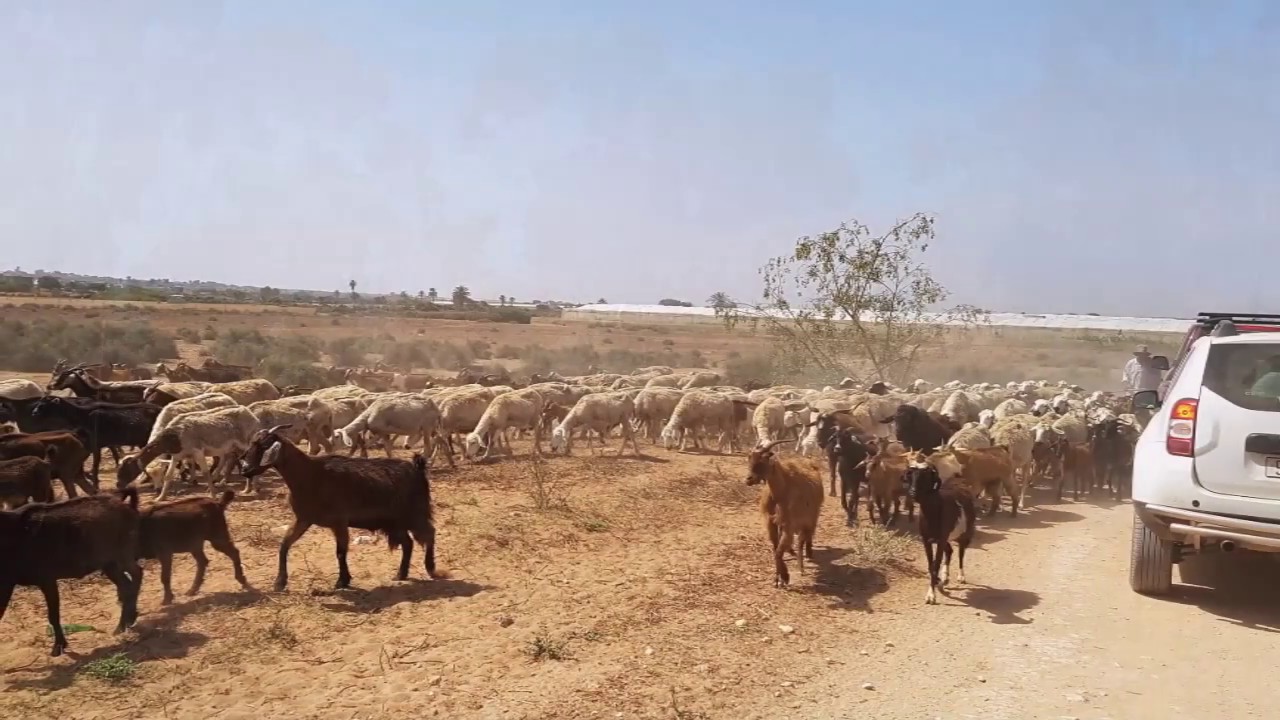 Initiation sable et dunes Takkat &agrave; Tifnit - UFE 4X4 Agadir - 20 mai 2017
