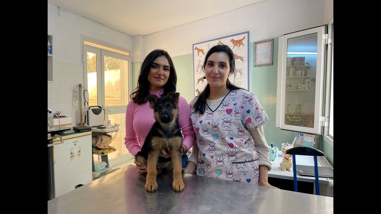 Les IMPORTANTS CONSEILS pour chiots Berger Allemandأهم النصائح إذا أردت تربية جرو الراعي الألماني