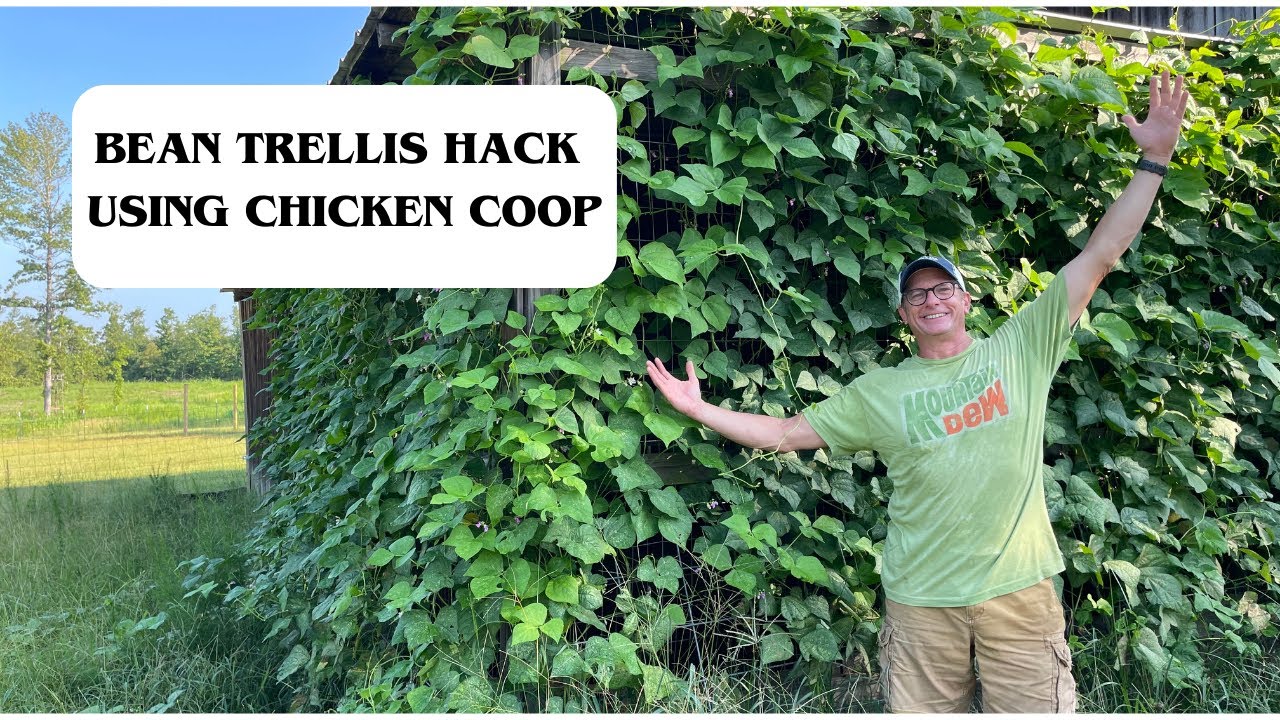HACK - GROWING BEANS ON A CHICKEN COOP FOR MULTIPLE PURPOSES         #chickens