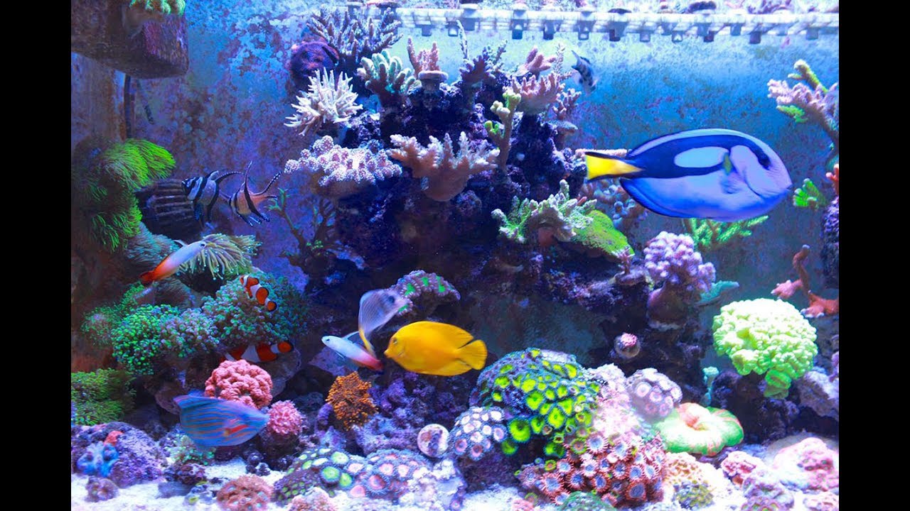 Hermoso acuario en la cima del cielo||||||😱 🐡  🐠