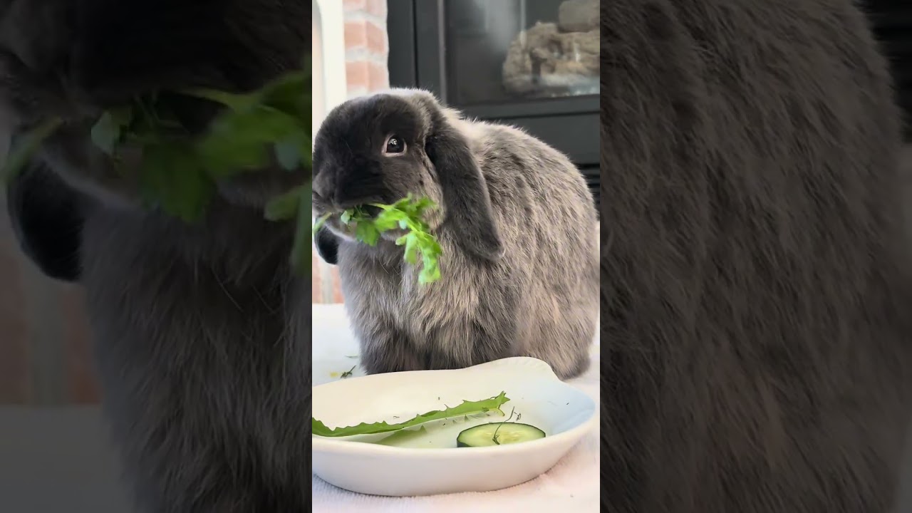 Bunny crunch 