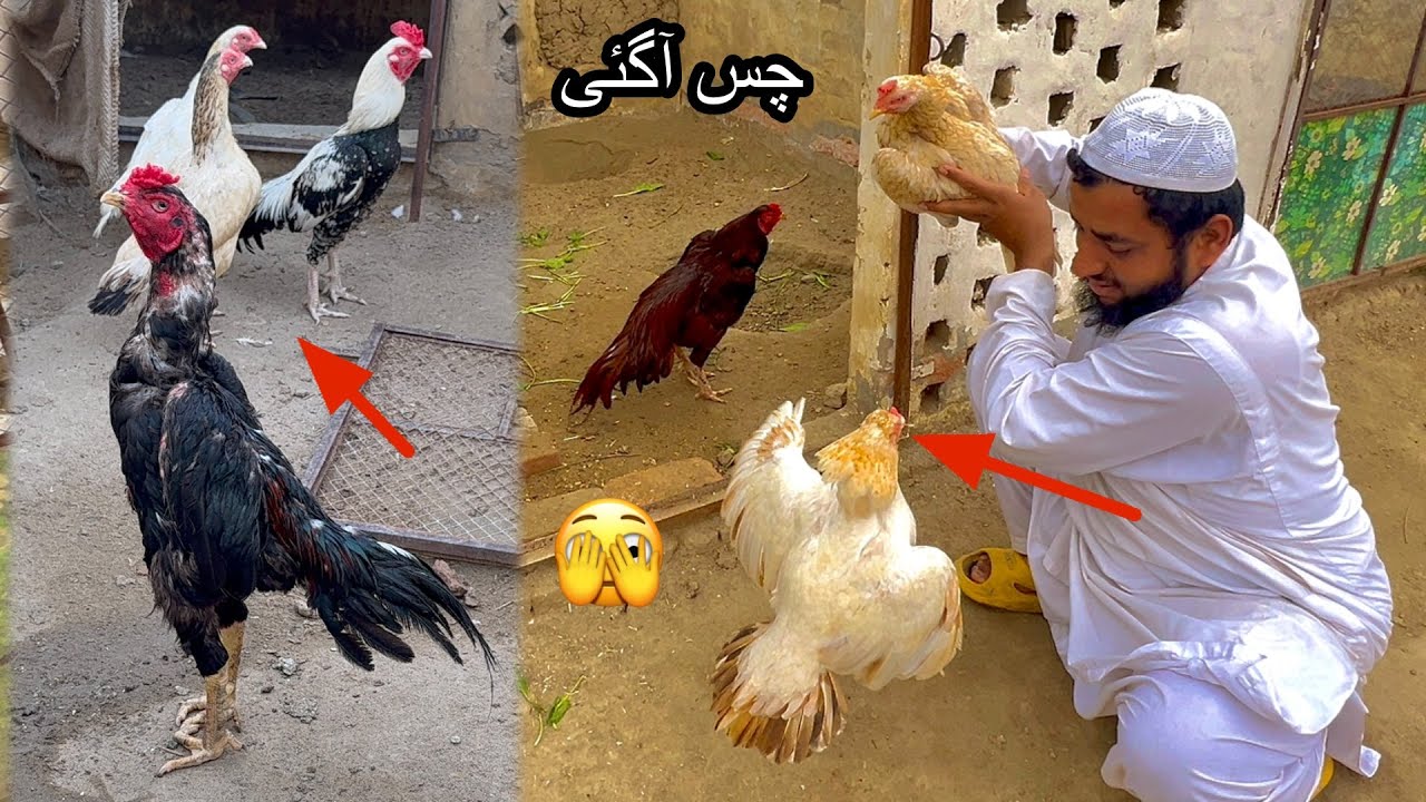 Aj Mini Zoo Men Garma Garmi 🫣 Chas Agyi