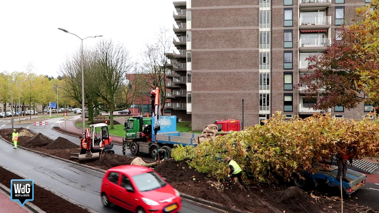 Plaatsing nieuwe plataan-boom op Kasteelsingel