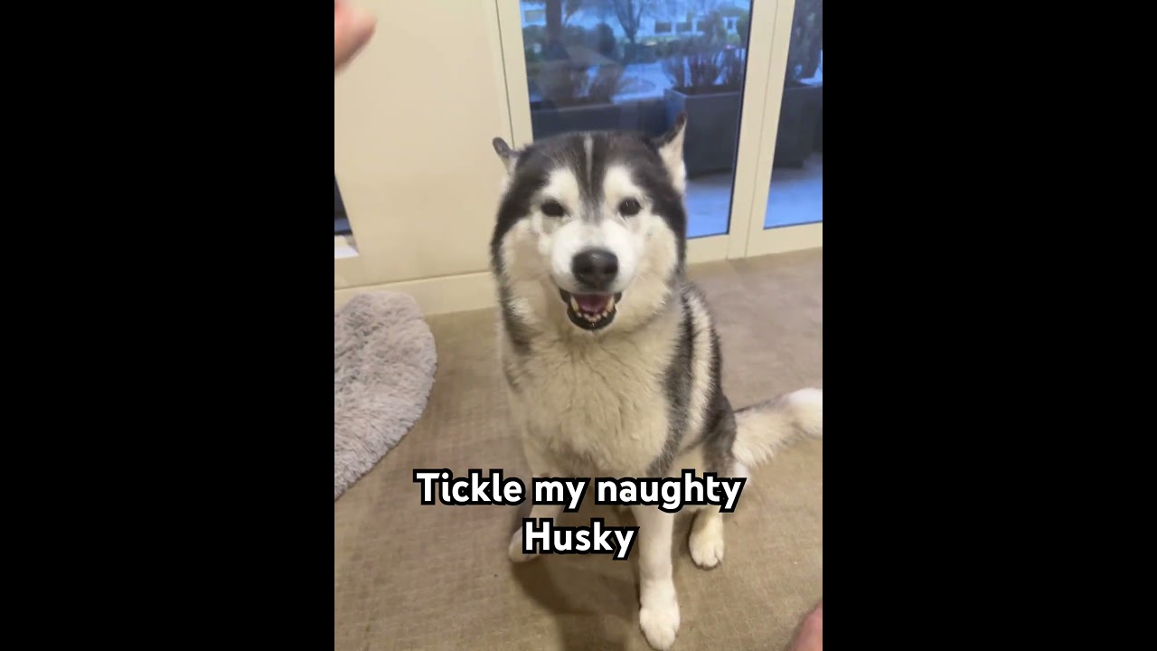 Tickle my naughty Husky 
