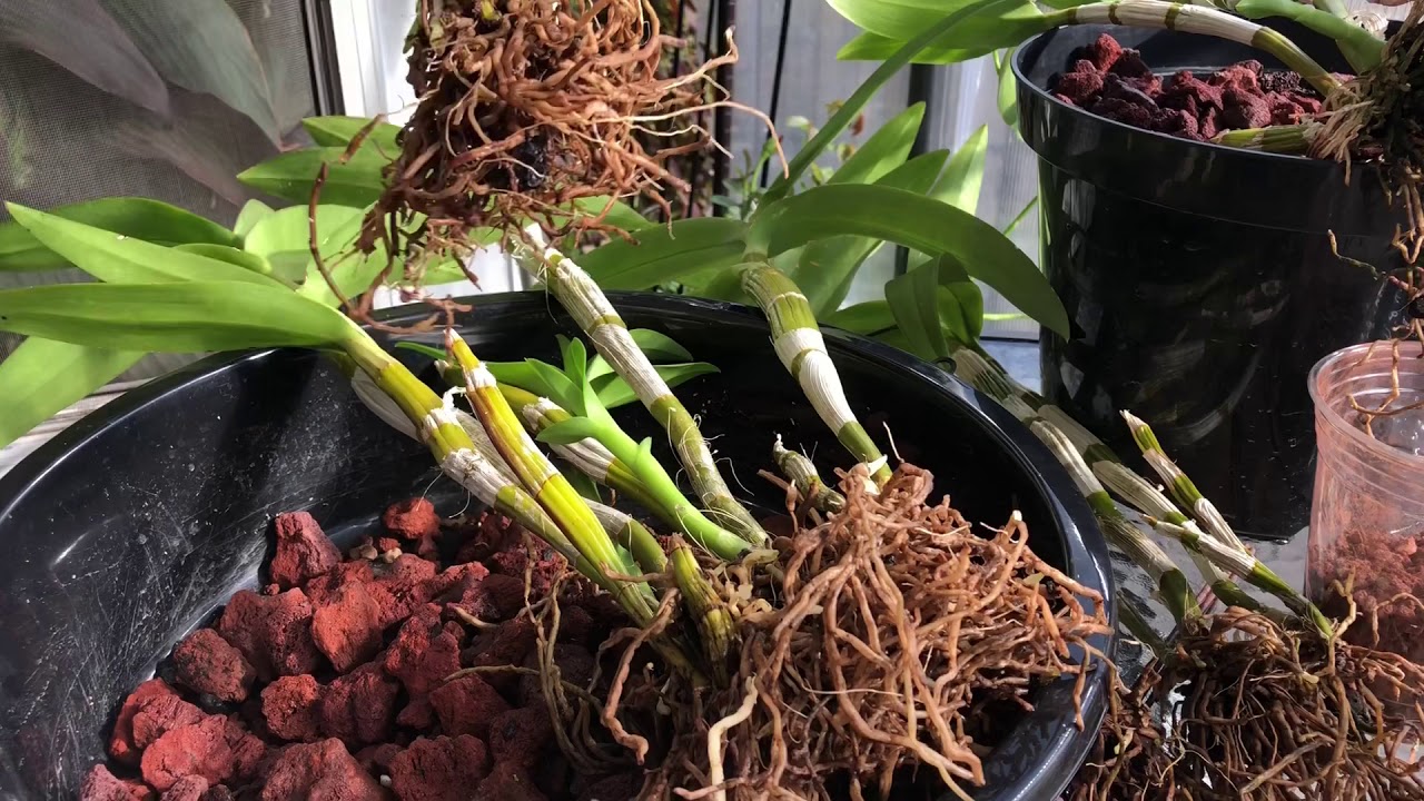 Dendrobium phalaenopsis repot