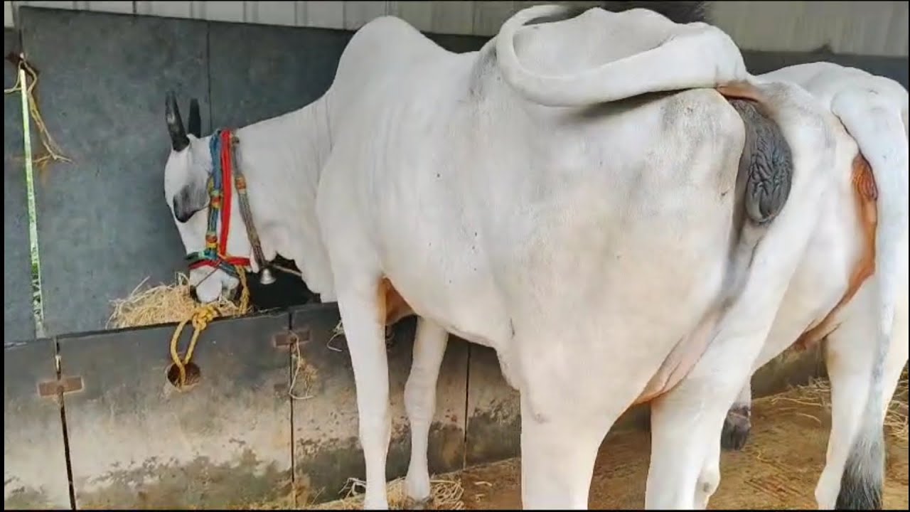 60 సైజులో ఉన్న ఒంగోలు సూడి ఆవు అమ్మబడును | Biggest Ongole cow for sale ‎@purnafarms 