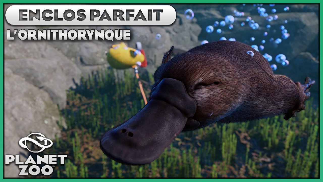 Les Ornithorynques | LES ENCLOS PARFAITS : EPISODE 87 | PLANET ZOO