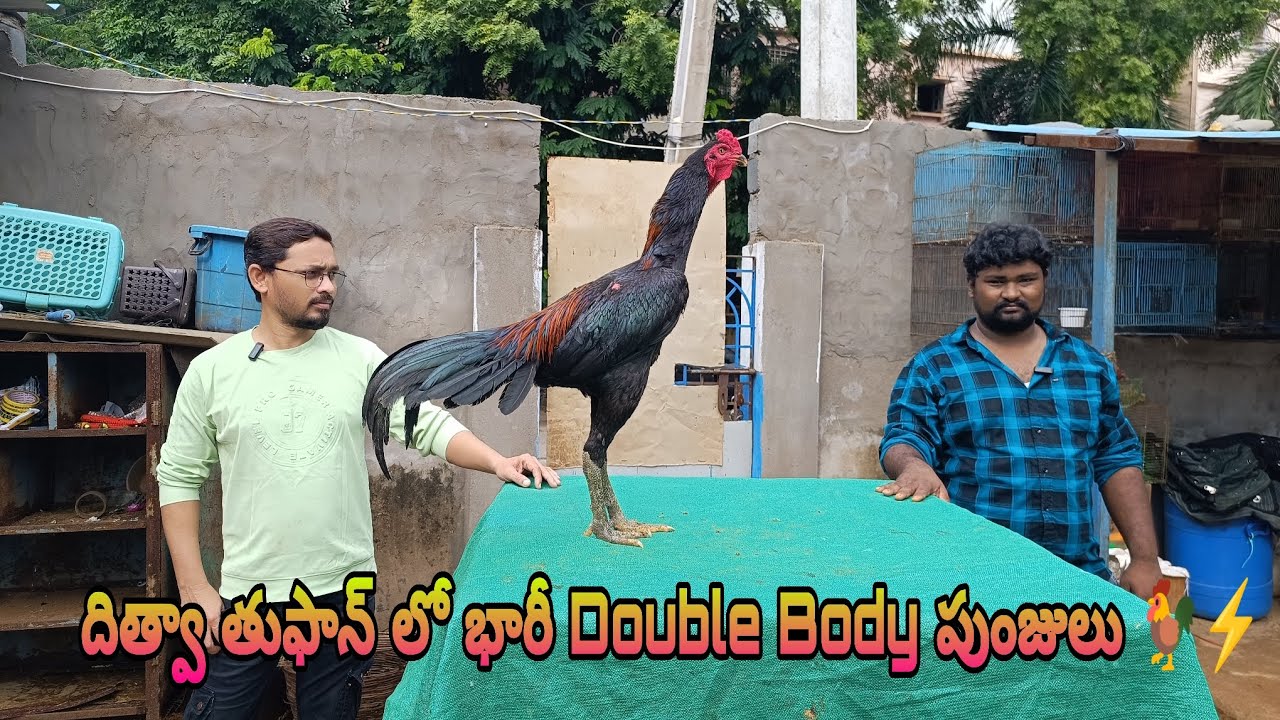 దిత్వా తుఫాన్ లో భారీ Double Body పుంజులు 🐓⚡