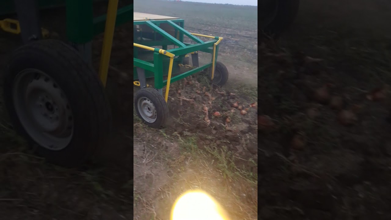 Уборка лука на засоренном поле 22-09-2017