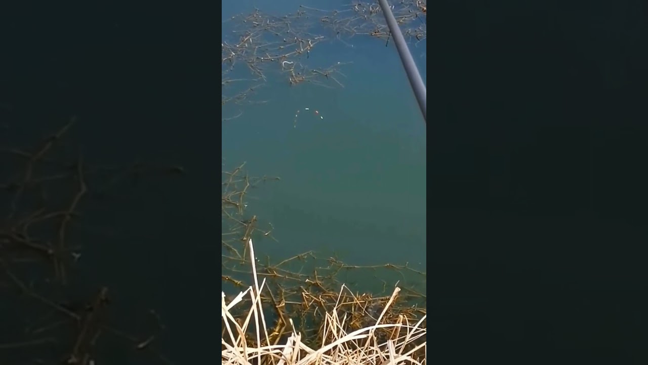 #videomancingterbaru