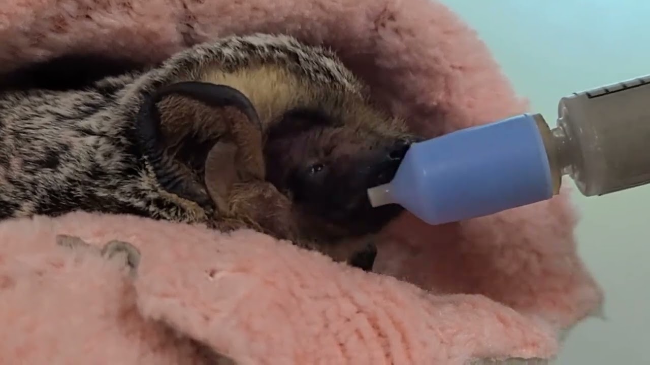 Priscilla the Hoary Bat