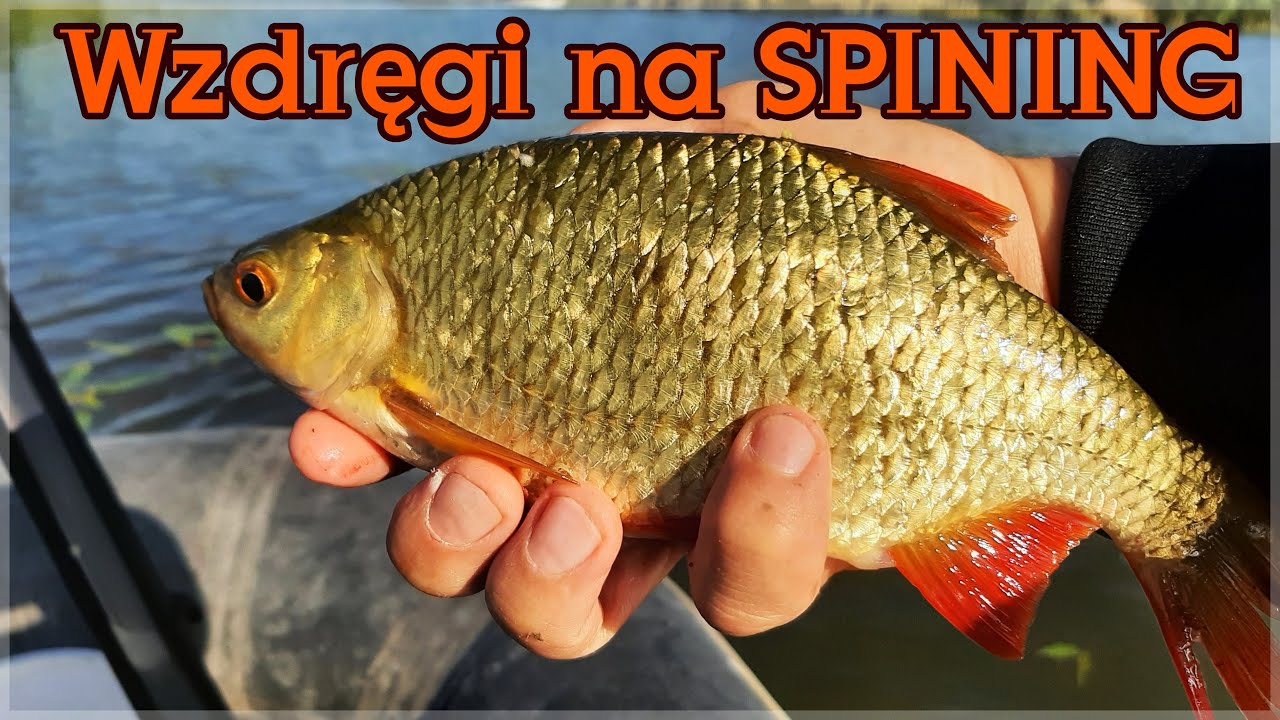 Wzdręgi na spining | Zestaw na białoryb | Ryby - lato 2021