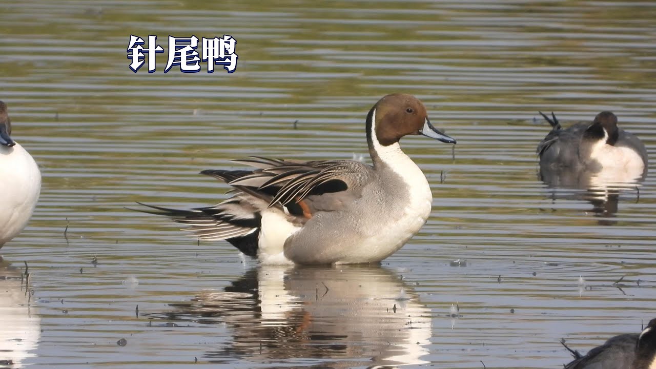 针尾鸭 Northern Pintail